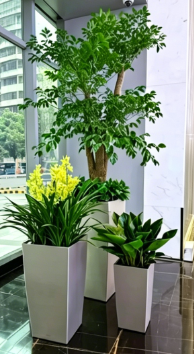关于北仑花木租赁常见问题的干货总结，建议收藏